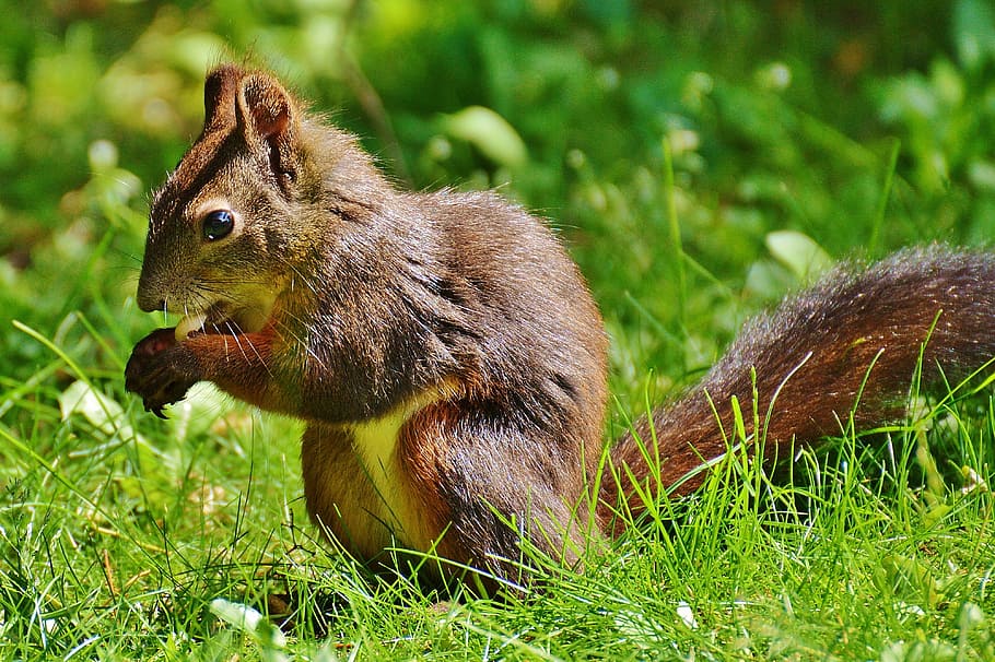 squirrel, nager, cute, nature, rodent, climb, garden, eat, brown HD wallpaper