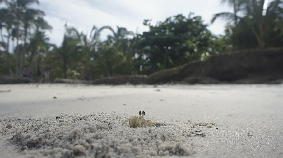crab, beach, sand, one animal, tree, animal themes, plant, nature HD wallpaper