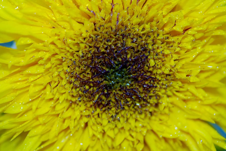 Flower, Nature, Macro, Yellow, Floral, blossom, blooming, petal HD wallpaper