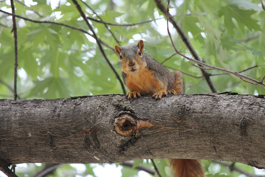 squirrel, rodent, tree, animal, nature, wildlife, fur, brown HD wallpaper