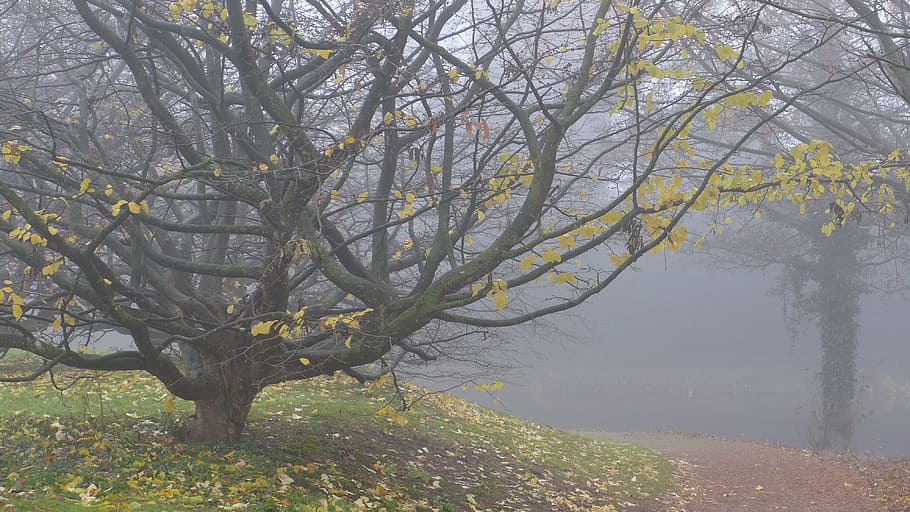tree surrounded by fog, autumn, november, leaf fall, atmosphere HD wallpaper