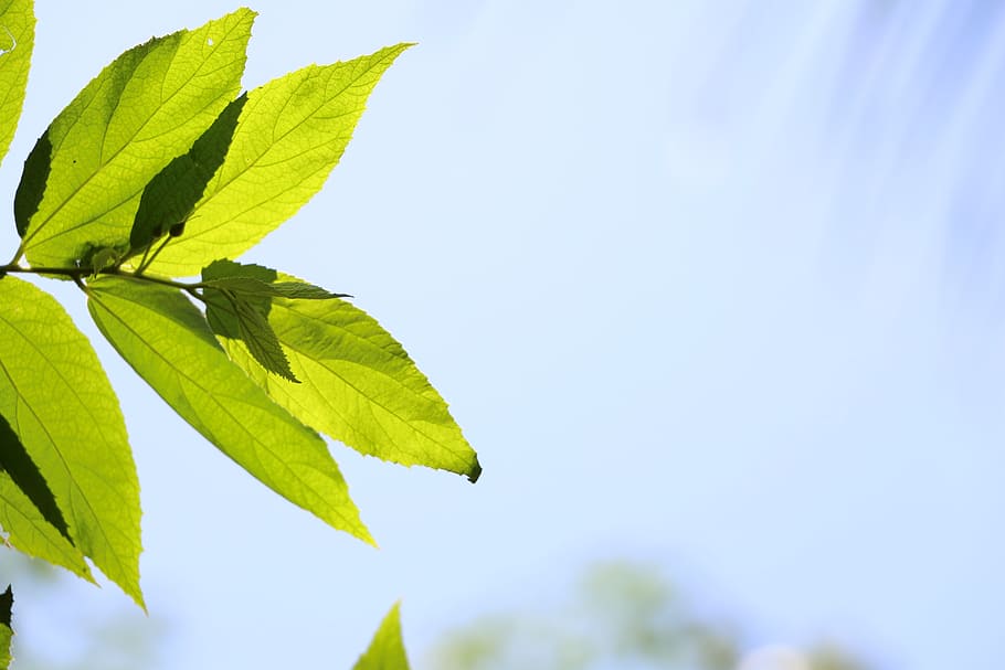 sky, green, nature, leaf, summer, day, plant, light, natural HD wallpaper