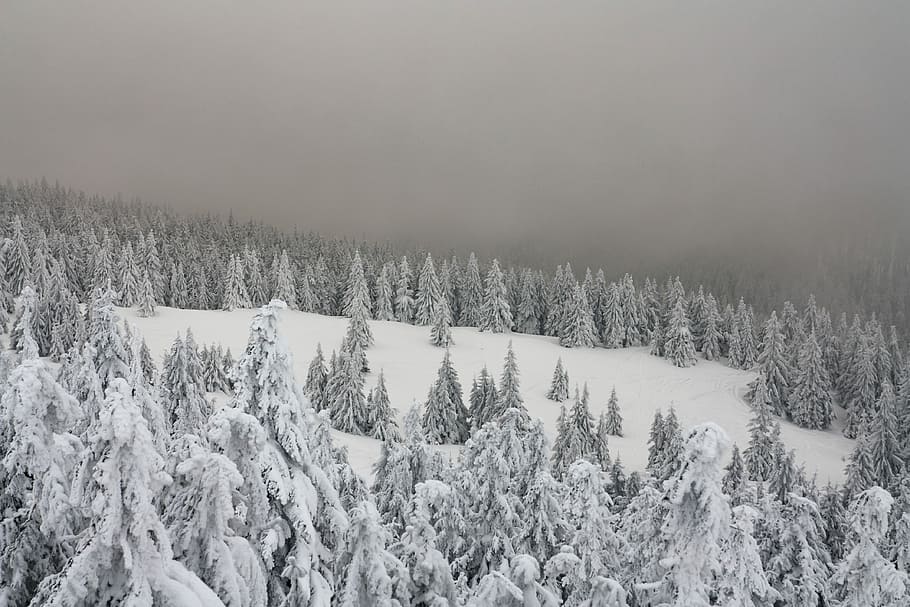 snow covered trees, snow-covered pine trees, winter, forest, ski HD wallpaper