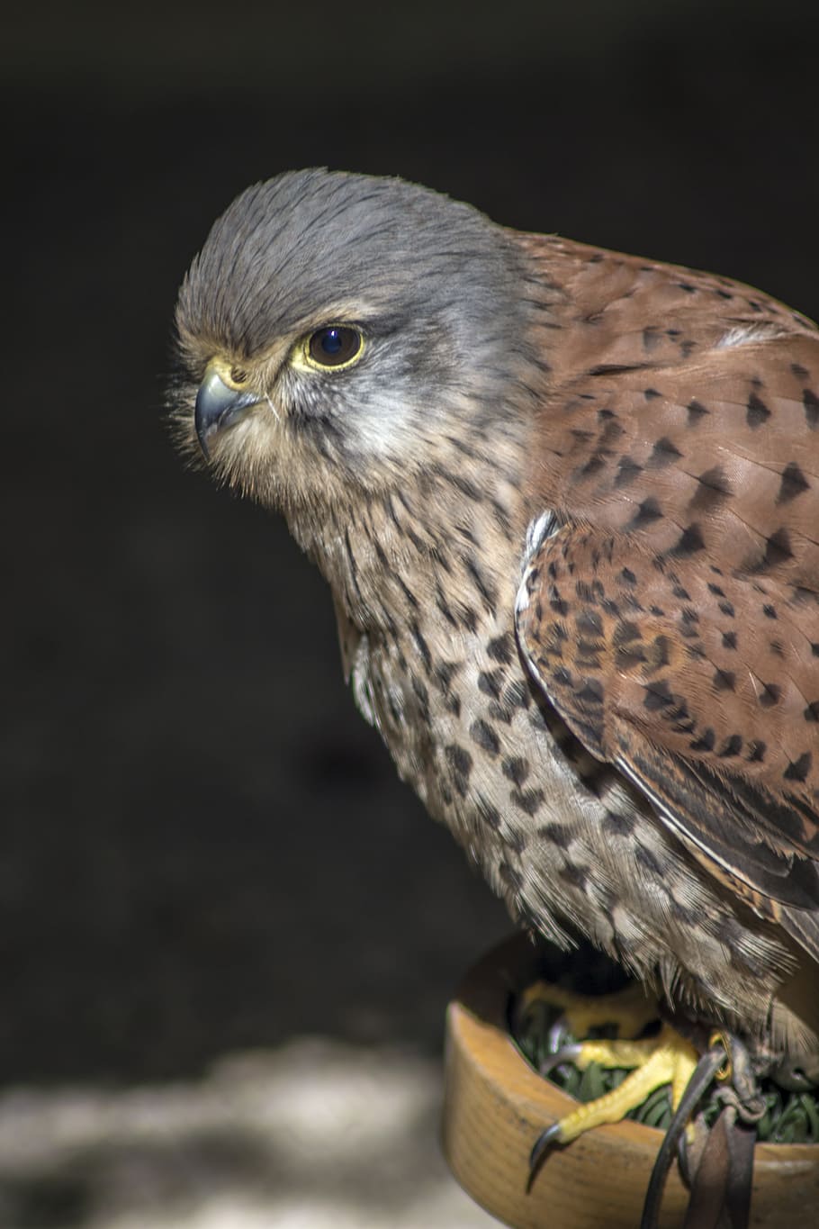 Bird, Hawk, Kestrel, Wildlife, Predator, falconry, prey, avian HD wallpaper