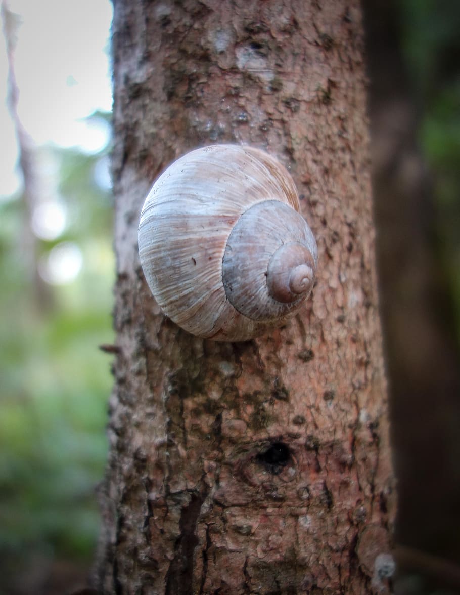 snail, shell, tree, log, macro, close up, slowly, mollusk, crawl HD wallpaper