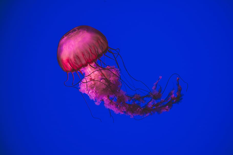 pink jellyfish swimming underwater, pink jellyfish underwater, HD wallpaper