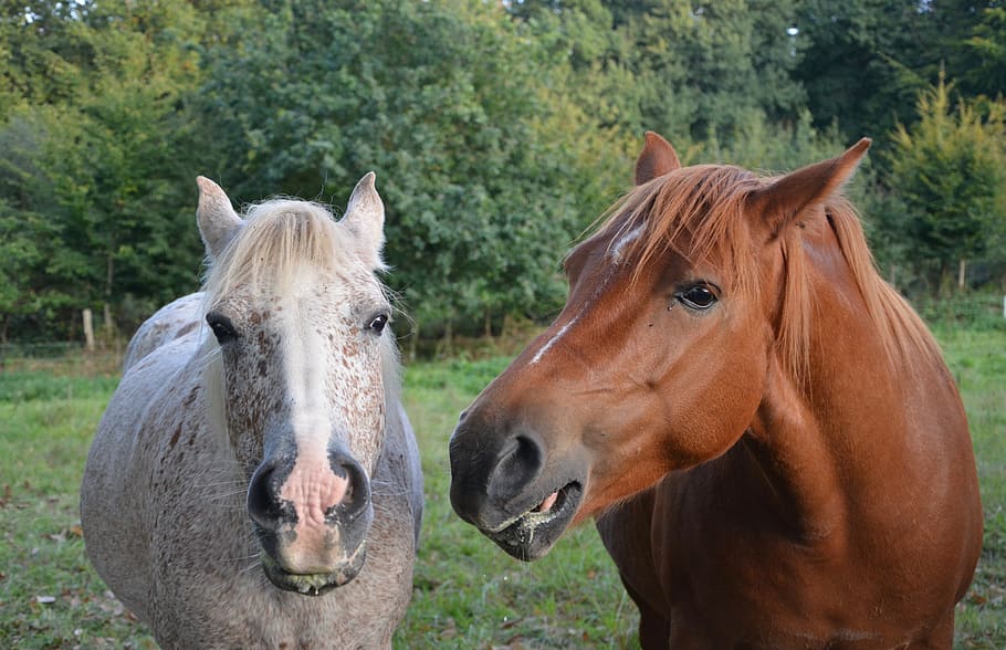 horses, mares, complicity, mane, pre, prairie, horseback riding HD wallpaper