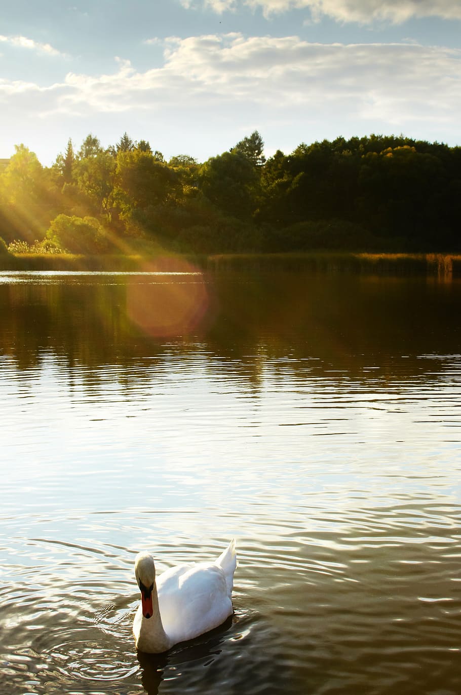 white goose on body of water, swan, lake, pond, surface, area HD wallpaper
