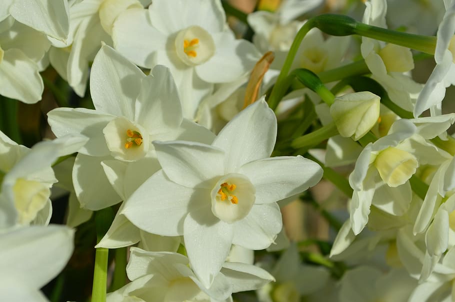 talahi, white, paper white, flowers, spring time, backdrop HD wallpaper