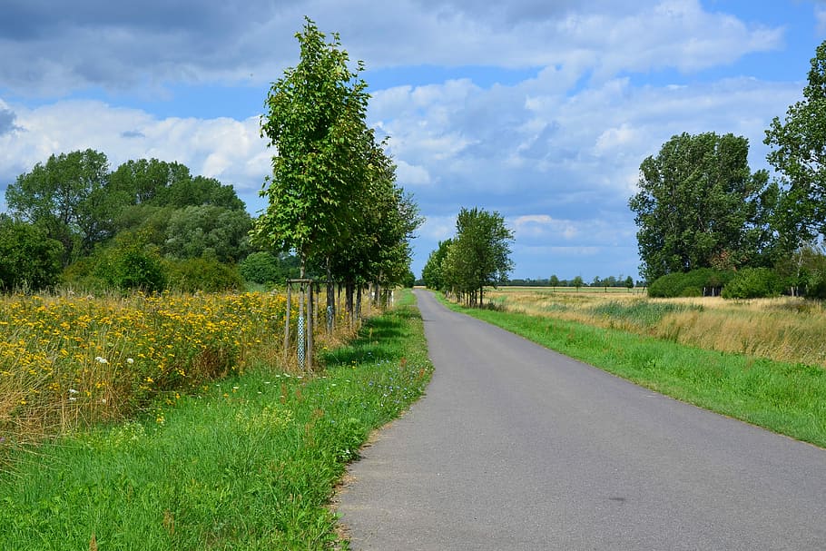 Landscape, Nature, Trail, Cycle Path, trees, reported, field HD wallpaper