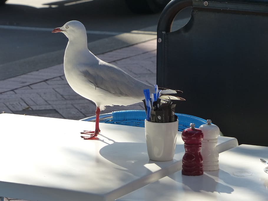 Seagull, Dining, Bird, Fly, dining seagull, wings, feather HD wallpaper