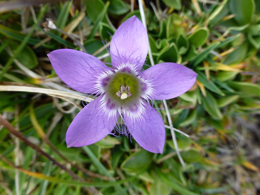 flower, violet, alpine, nature, park, art, green, feather, flowering plant HD wallpaper