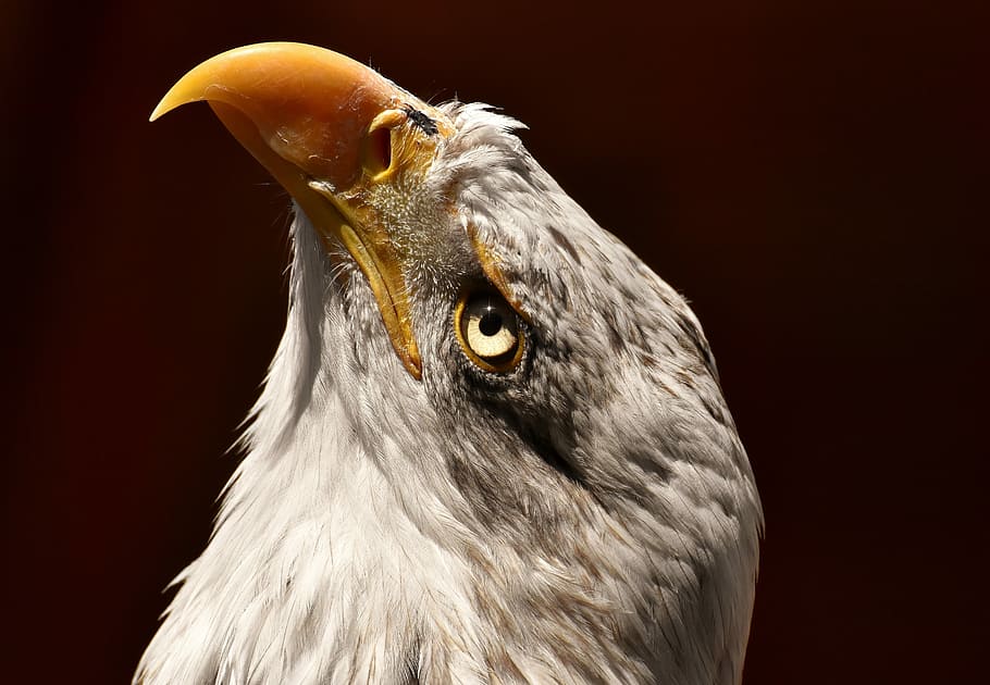 closeup photo of bald eagle, adler, bird, raptor, bird of prey HD wallpaper