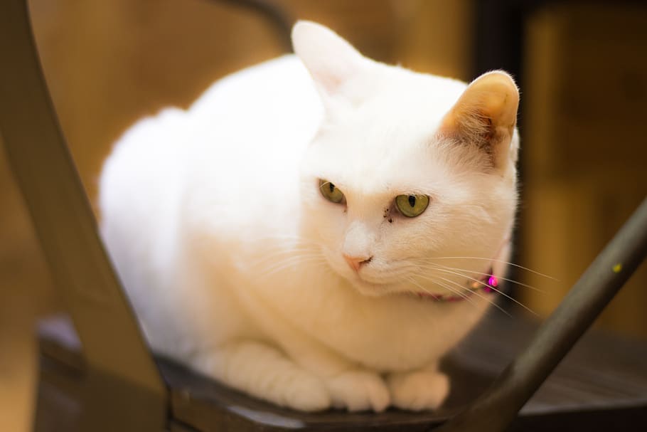 cute, cat, pets, portrait, domestic, domestic animals, animal themes HD wallpaper