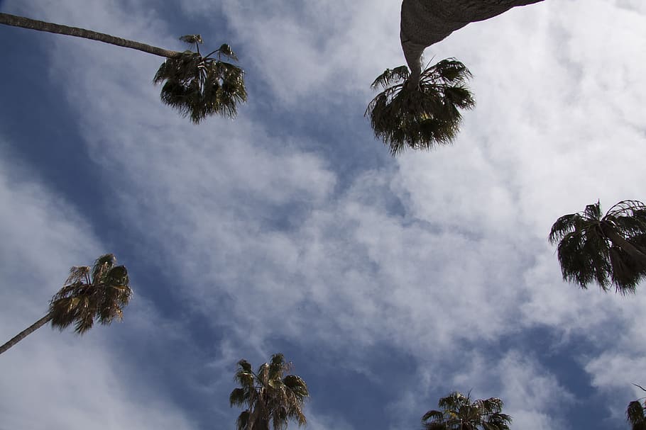 palm trees, silhouette, blue, sky, low angle shot, mediterranean HD wallpaper