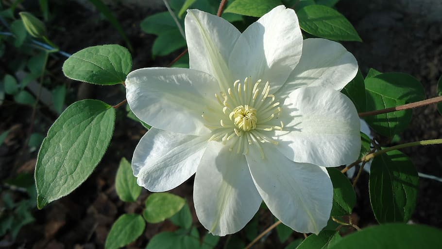 Clematis, Guernsey, Cream, flower, white color, petal, flower head HD wallpaper