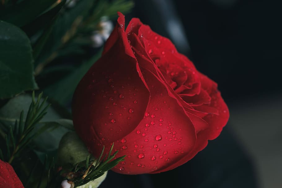 shallow focus photography of red rose with water droplets, close up photography of red rose with water dew HD wallpaper