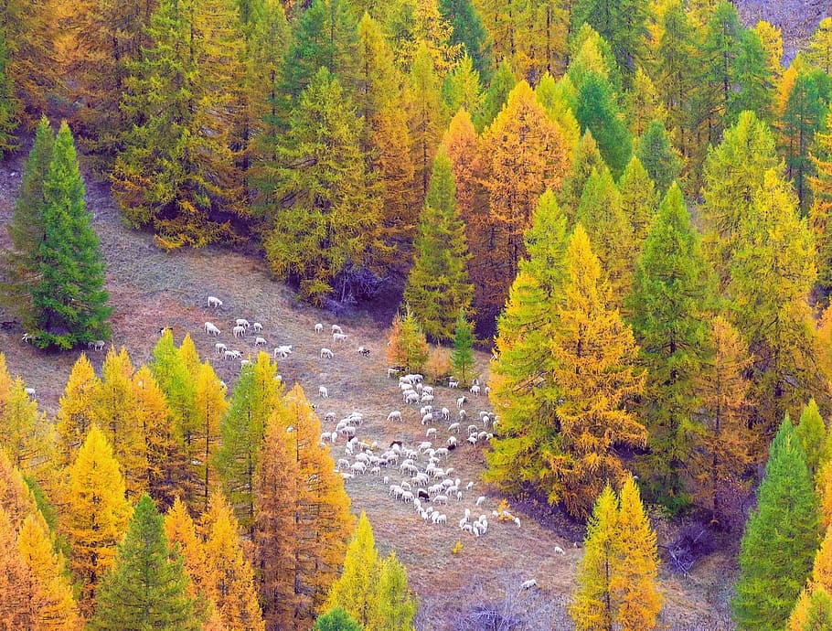 autumn, argentera valley, piemonte, italy, mountain, mountains, HD wallpaper