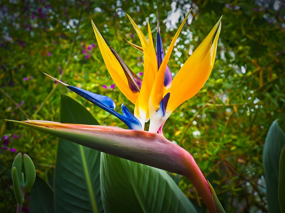 Bird Of Paradise Flower Pictures  Download Free Images on Unsplash