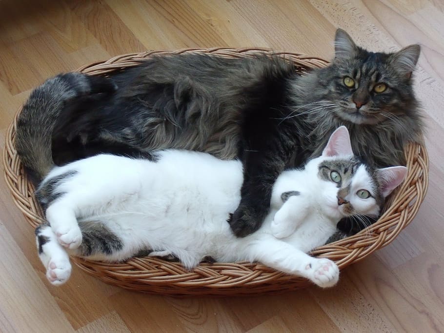 black and gray maine coon cat and short-fur white and black cat lying on brown wicker basket, HD wallpaper