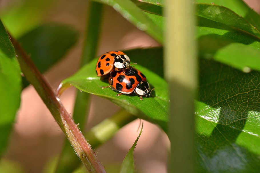 Ladybird, Mating, Red, Black, spots, nature, coleoptera, insect HD wallpaper