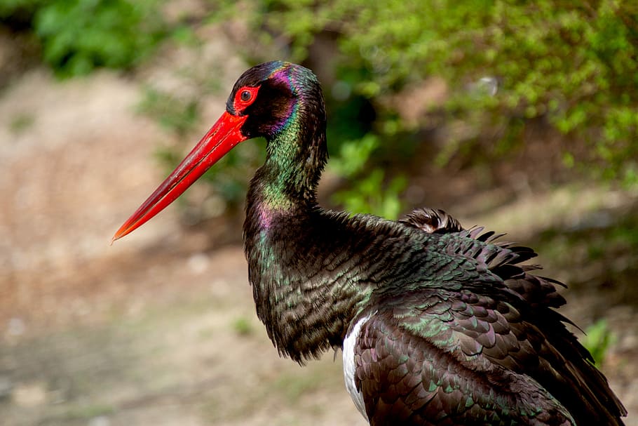 selective-focus photo of red-billed stork, black stork, animal world, HD wallpaper