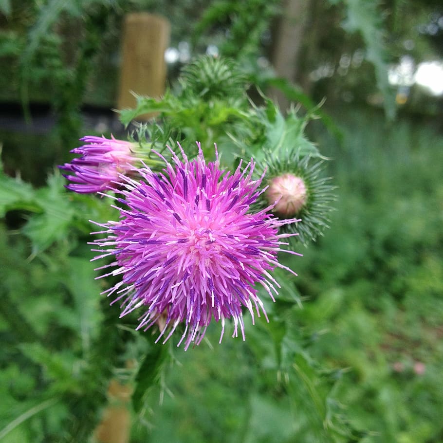thistle, purple flower, sharp prickles, nature, spring, summer HD wallpaper