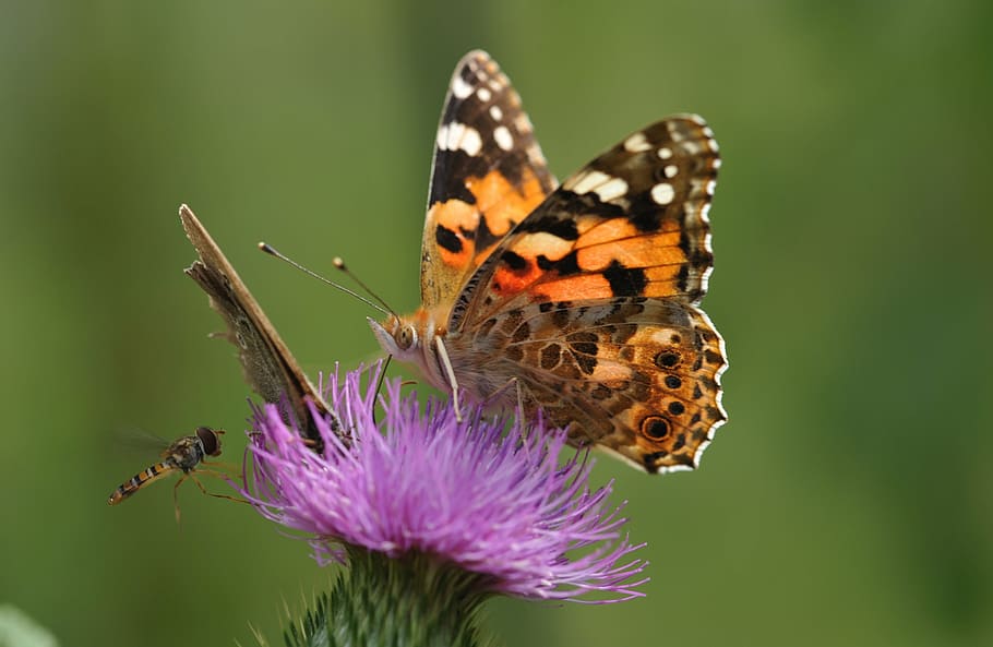 painted lady butterfly collecting nectar to purple flower, insect HD wallpaper