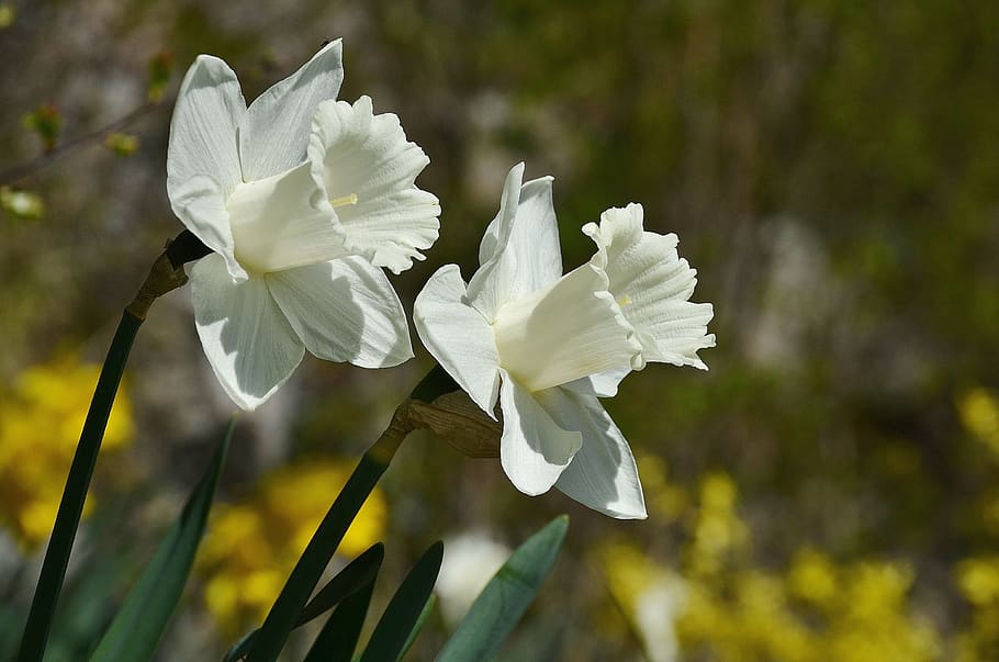 macro shot photography of white flowers, Daffodils, Petals, floral