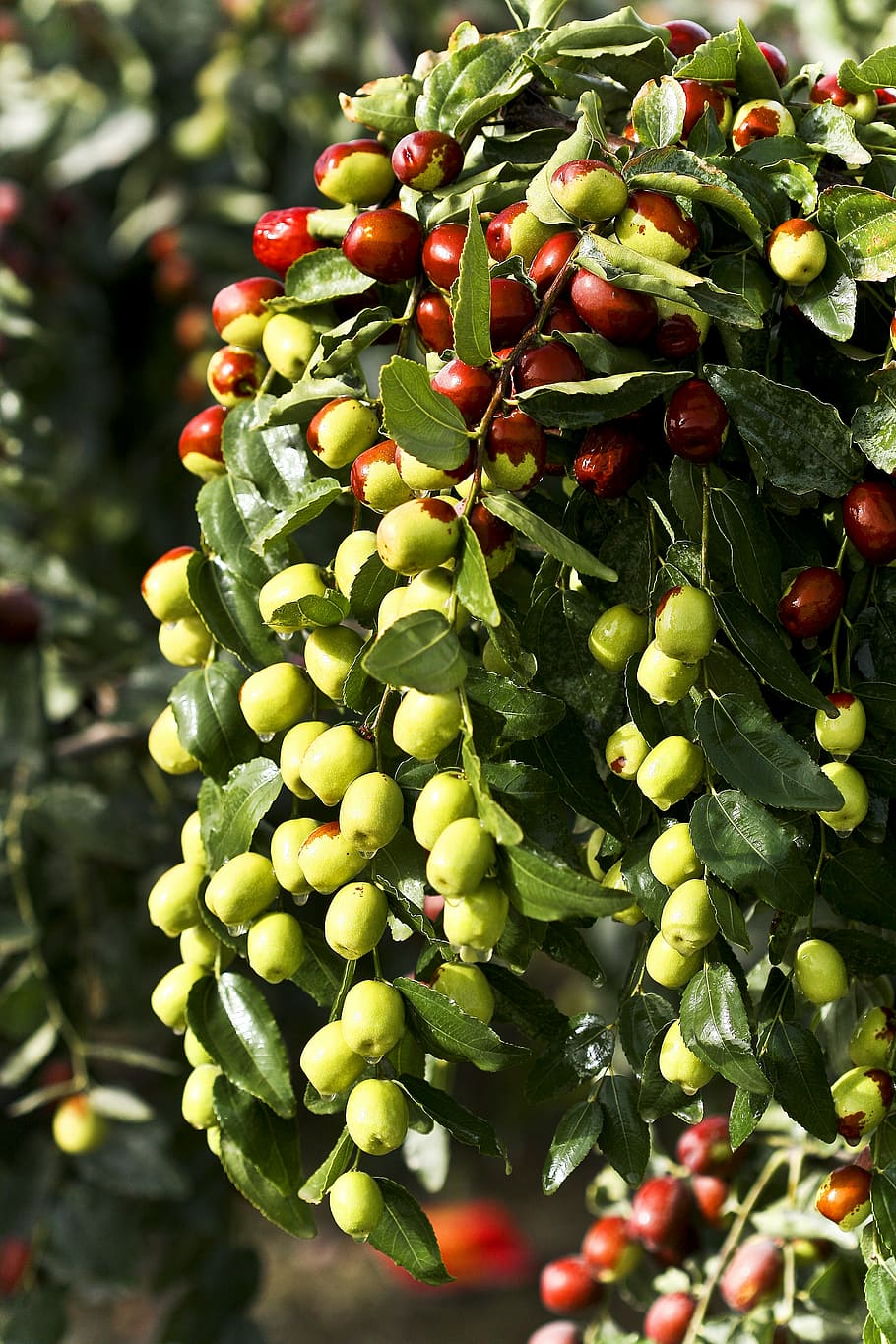jujube, food, green dates, date tree, fruit, health, food and drink