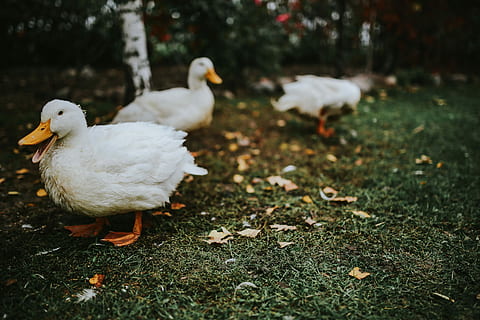 White ducks on the grass, bird, leaves, animal, nature, farm HD wallpaper