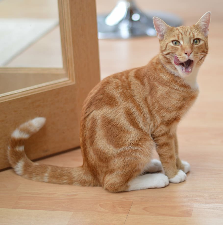 orange tabby cat near on door, kitchen, eating, domestic Cat HD wallpaper