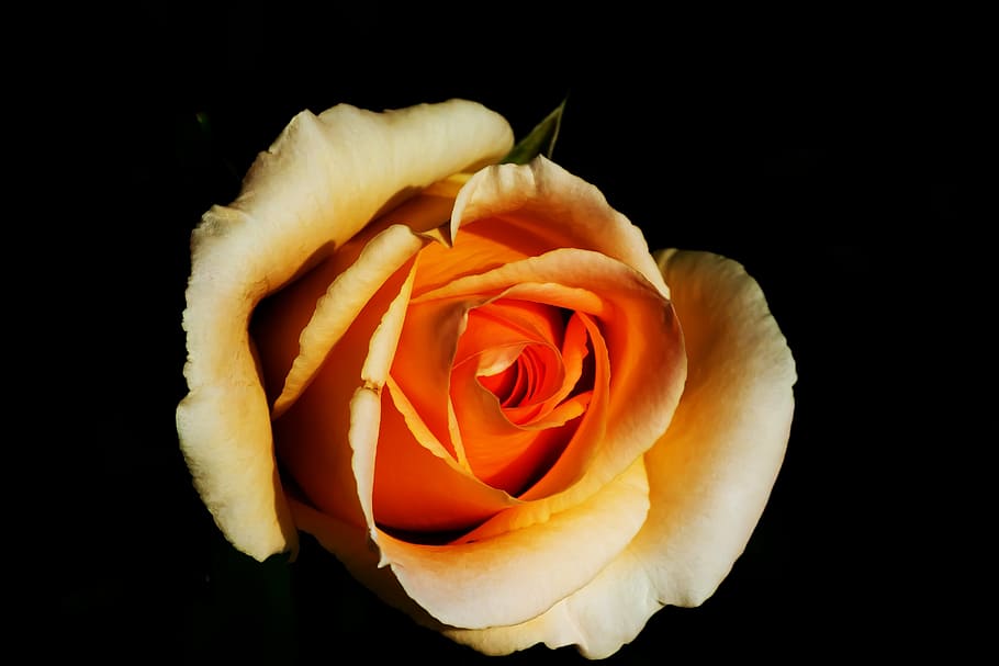 rose, white, blossom, bloom, white roses, nature, flower, way of the roses HD wallpaper