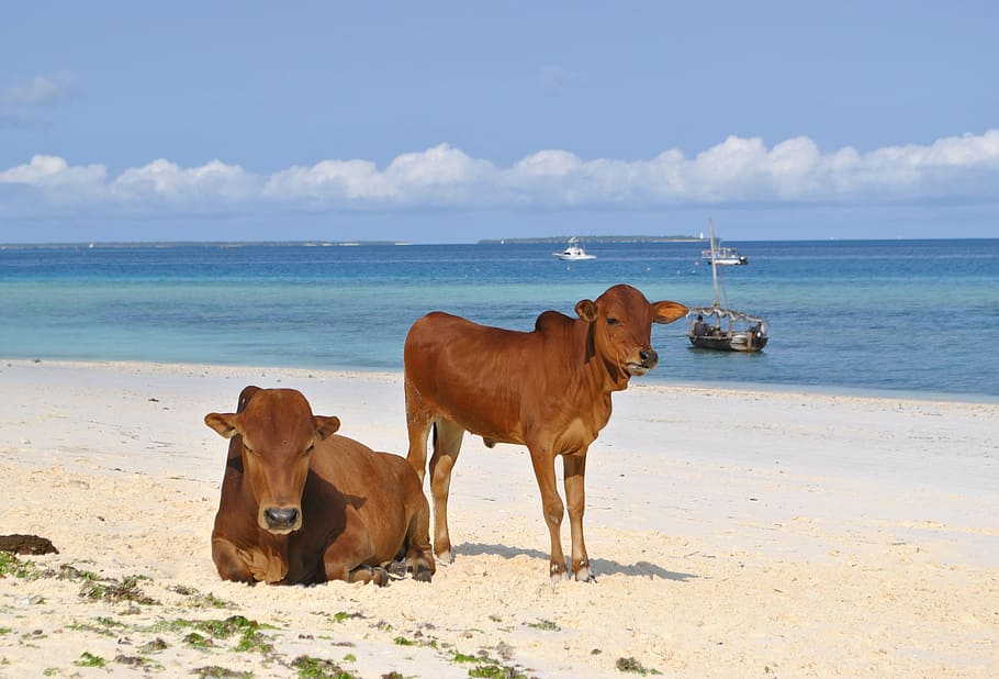 zanzibar, tanzania, africa, beach, sea, cows, nature, sand, HD wallpaper