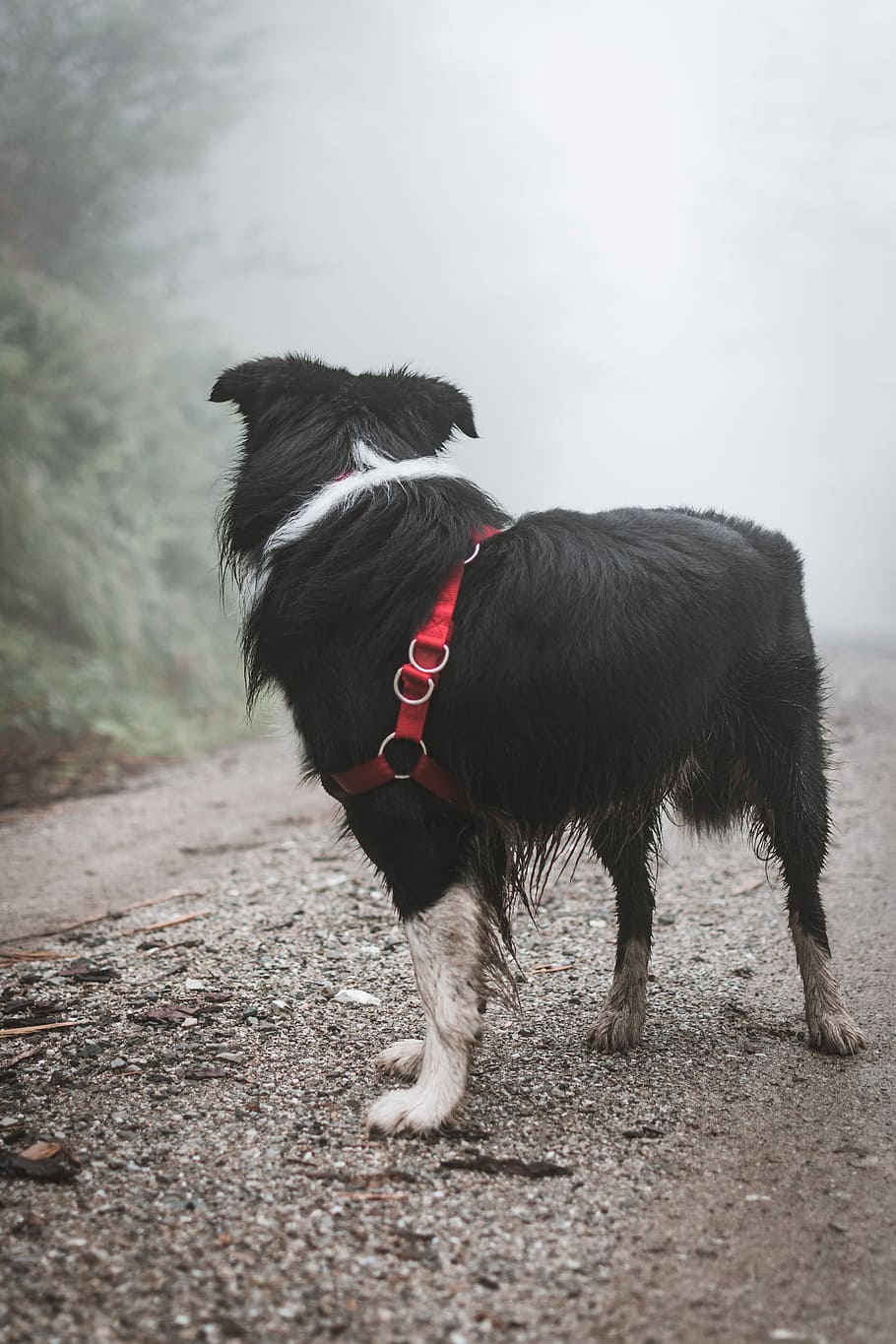 selective focus photography of dog, adult border collie standing on road near trees during daytime HD wallpaper