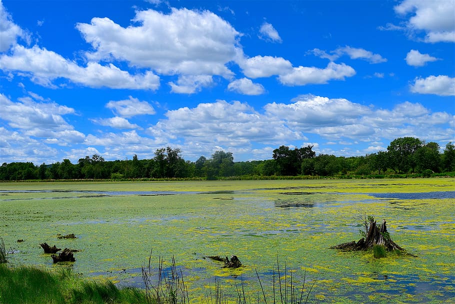 Swamp, Clouds, Sky, Blue, Nature, landscape, sun, outdoor, natural HD wallpaper