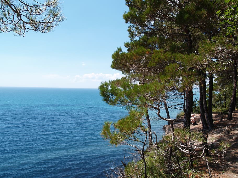 nature, sea, landscape, water, tree, plant, beauty in nature HD wallpaper