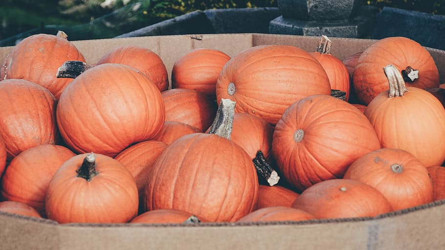 pumpkins, bunch, pumpkin patch, orange, fall, halloween, pumpkins isolated HD wallpaper