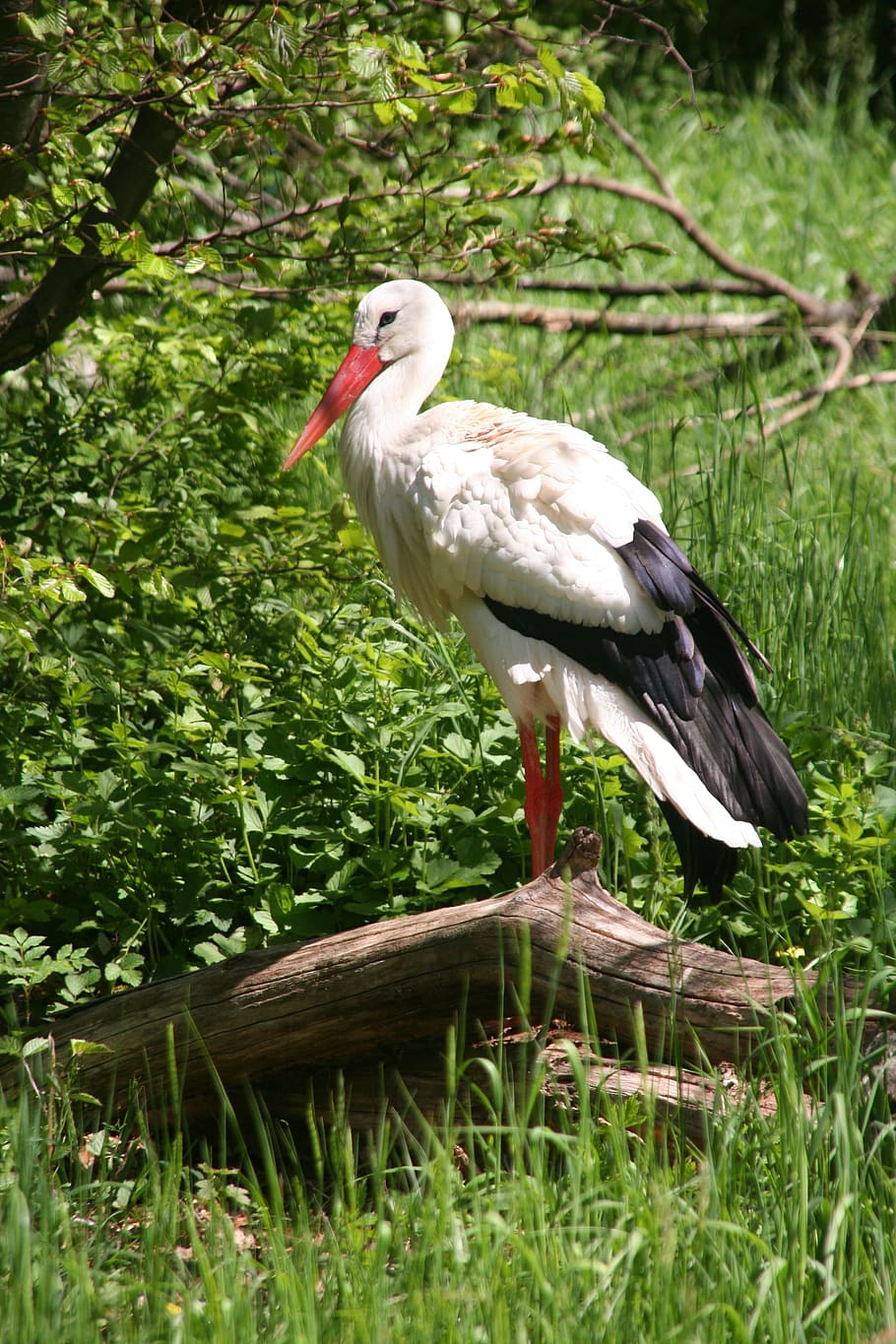 Storks, Birds, Animal, Picture, animal picture, adebar, nature