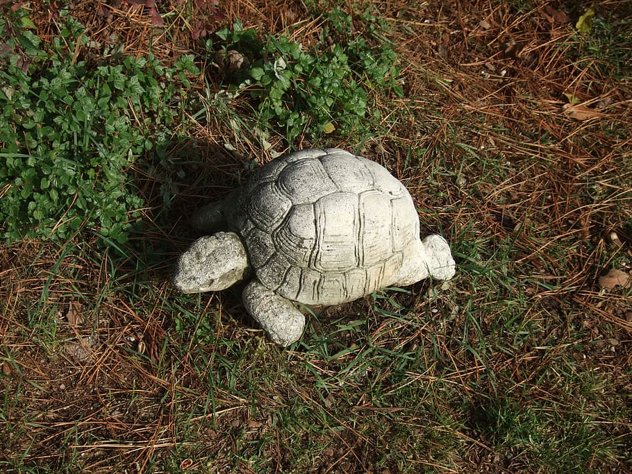turtle, statue, garden decoration, nature, plant, reptile, no people HD wallpaper