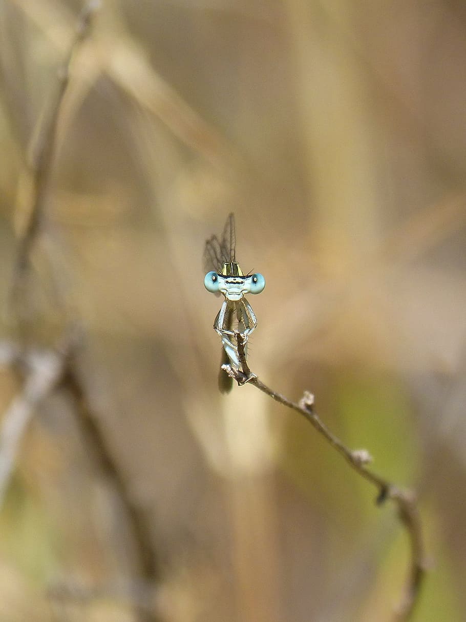 Dragonfly, Front, View, Perspective, front view, curiosity HD wallpaper