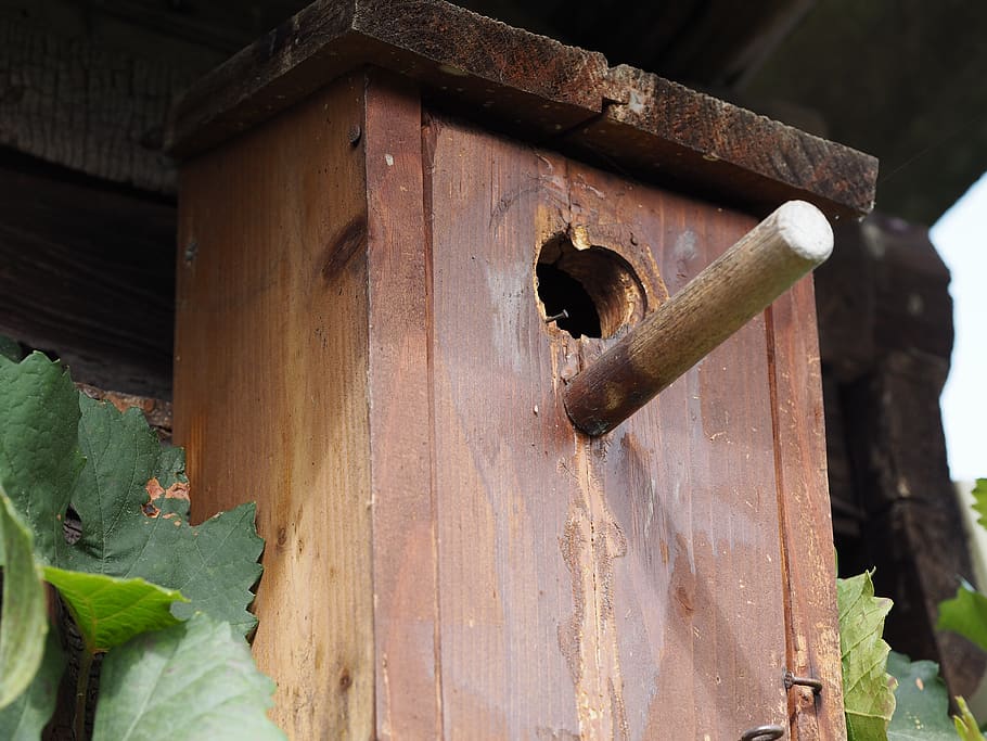 aviary, nesting box, bird feeder, tree, garden, nesting place, HD wallpaper