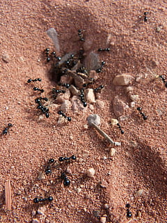 ants, nest, cologne, insects, brown, invertebrate, animal wildlife HD wallpaper