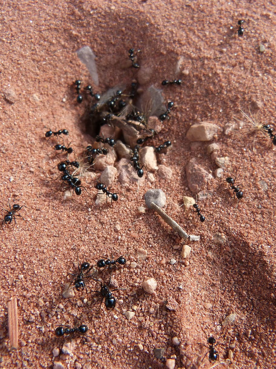 ants, nest, cologne, insects, brown, invertebrate, animal wildlife HD wallpaper