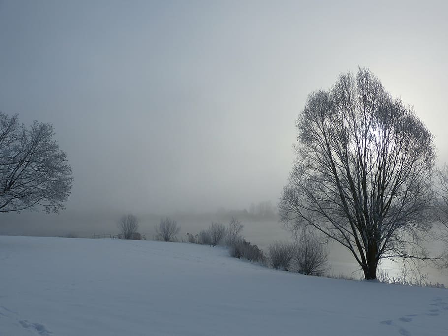 winter, snow, stretch, wintry, nature, cold, snowy, tree, cold - Temperature HD wallpaper