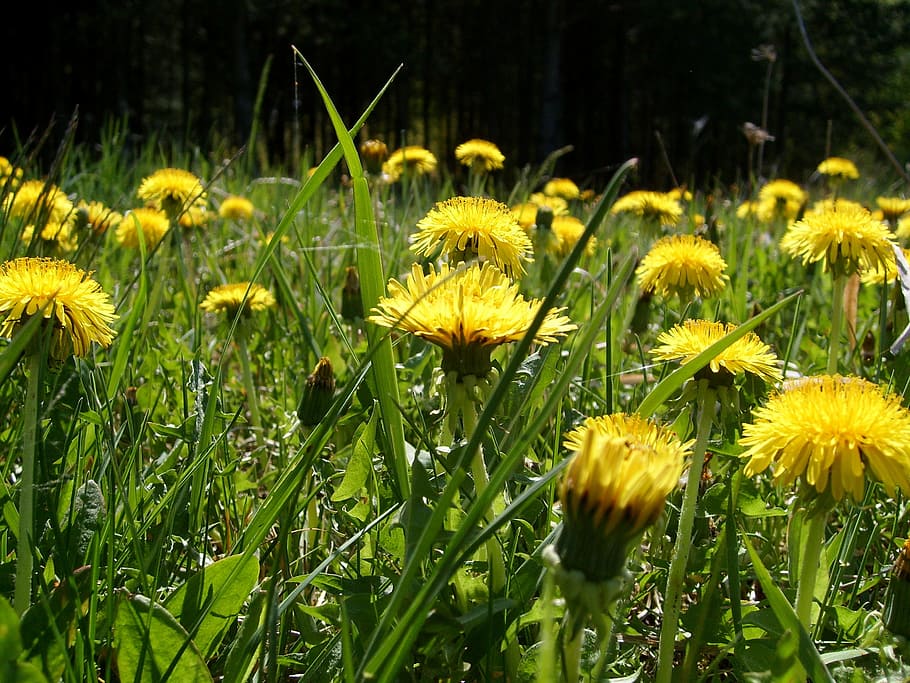 meadow, flower, nature, spring, dandelion, flowering plant HD wallpaper