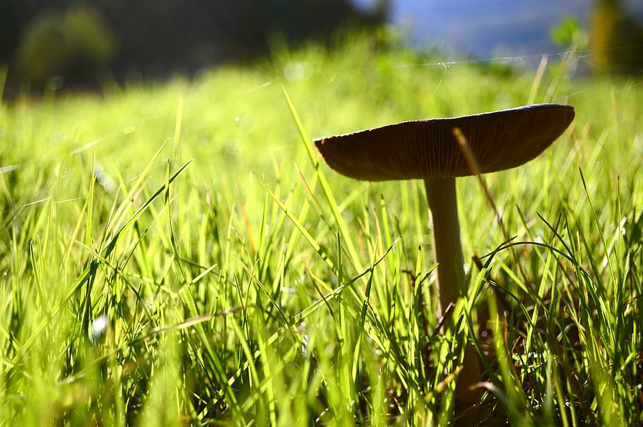 fungus, green, prato, garden, background, spring, autumn, shadows