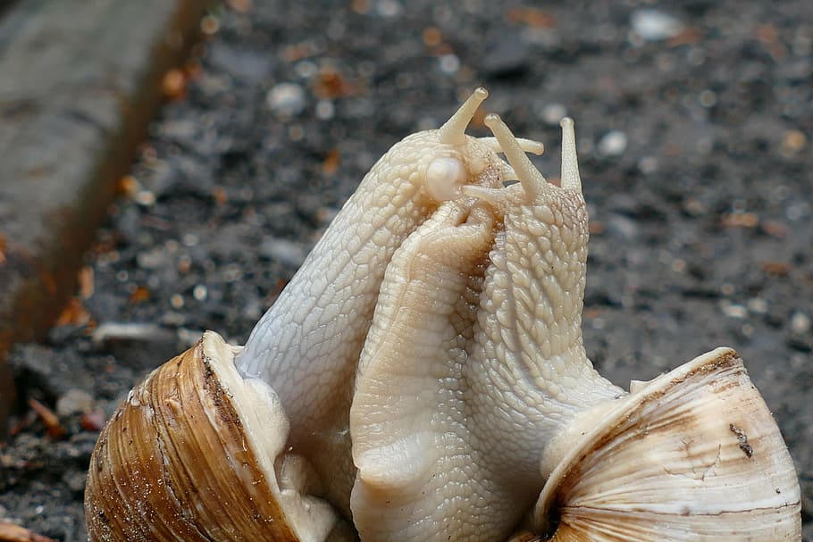 snail, copulation, pairing, shell, mollusk, close-up, animal HD wallpaper