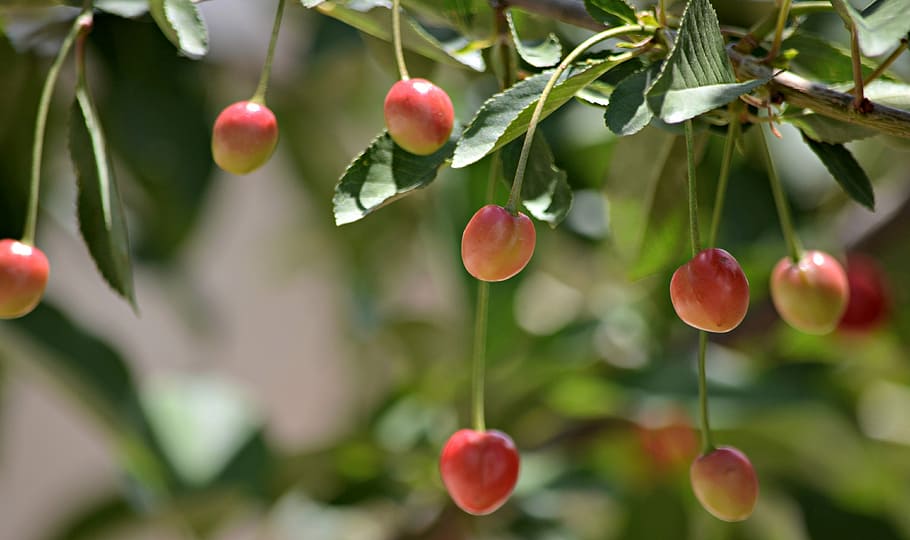 cherry, sour cherry, t, fresh, food, organic, tree, fruit, nature HD wallpaper