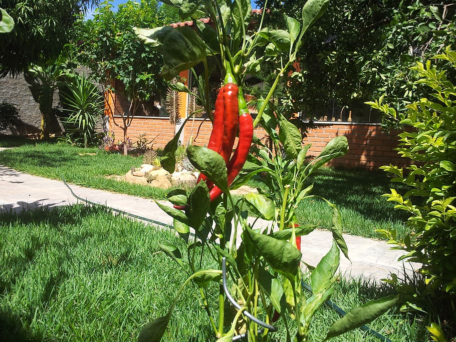 pepper, bright, vitamins, healthy, outdoors, nature, plant HD wallpaper